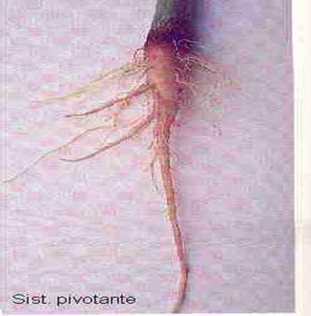 En las gimnospermas y dicotiledóneas, la raíz primaria produce, por alargamiento y ramificación, el sistema radical alorrizo, caracterizado porque hay una raíz principal y raíces laterales no