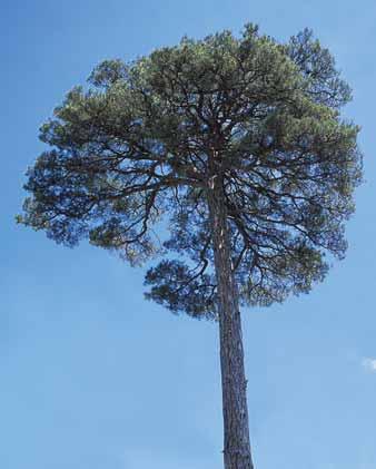 Pino Nieto Pinus nigra subsp. salzmannii Singularidad GRANADA O GOR El Pino Nieto es conocido así, en r eferencia a un pino de extraordinarias dimensiones que hubo en la zona.