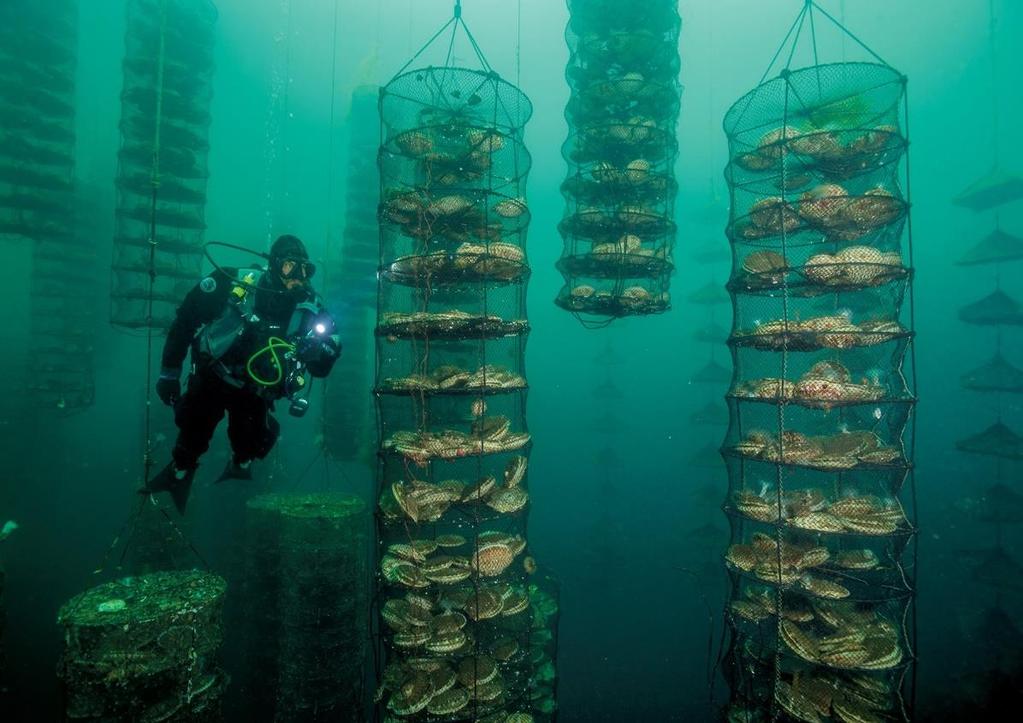 Las gigantescas vieiras japonesas, organismos filtradores del agua, prosperan nutriéndose de excrementos de peces en una piscifactoría experimental frente a la isla de