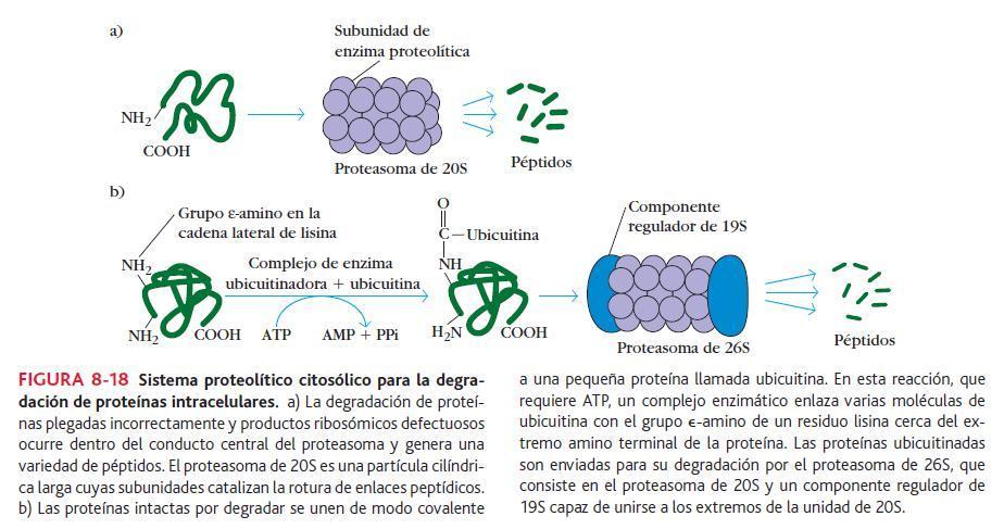 de 26 S que es la unión de un proteosoma de 20S y un componente regulador 19S que se une a ambos extremos.