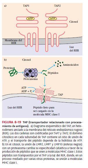 La proteína transportadora es la TAP (transportador relacionado con procesamiento de antígenos) es un heterodímero que abarca una membrana constituida por 2 proteínas: TAP 1 y 2.