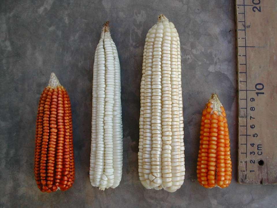 Diversidad infraespecífica: maíz 3 meses (ts íit bakal) 4 meses