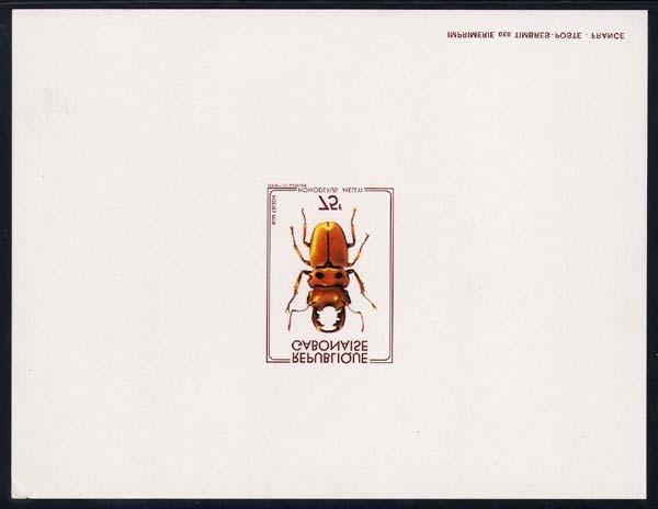 Coleoptera :
