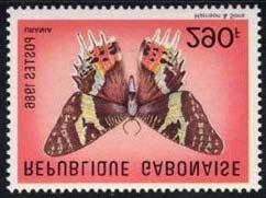 Lepidoptera : Uraniidae : Chrysiridia madagascariensis.