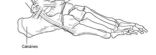 Esguince de tobillo Ligamento peroneo-astragalino post Ligamento