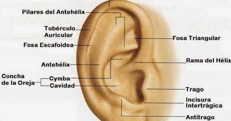 El oído externo Es el responsable de la producción de cerumen, cuya