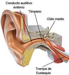 El oído medio En él se transforman las ondas sonoras que viajan por medio del