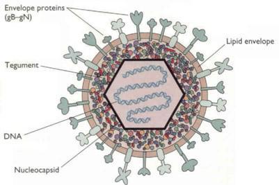 Virus Inhibición de la presentación antigénica VHS-1 y VHS-2 expresan una