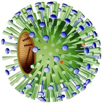 Virus Variación antigénica El virus de la influenza VIH Rinovirus Las