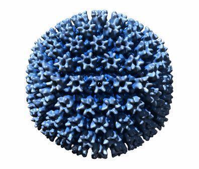 Virus Producción de homólogos de los receptores de citocinas Poxvirus: