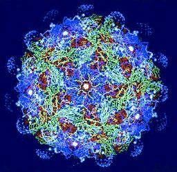 Virus Inmunosupresión El virus de Epstein Barr produce una proteína