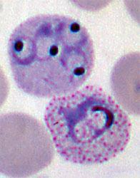 PARÁSITOS Mecanismos de RI innata La principal respuesta inmunitaria a los protozoos es la fagocitosis, pero muchos son resistentes e incluso pueden replicarse dentro de los macrófagos.