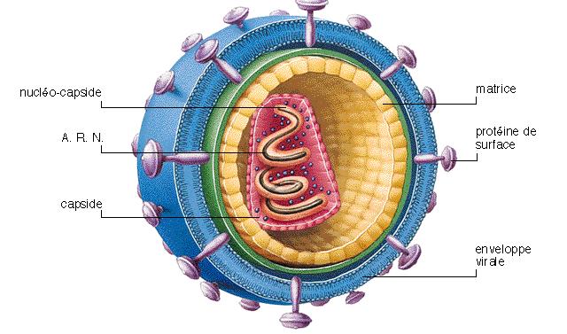 Virus Mecanismos de RI innata Inhibición de la infección por
