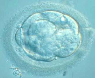 implantación Masa celular que dará lugar ó embrión Única Célula Totipotente