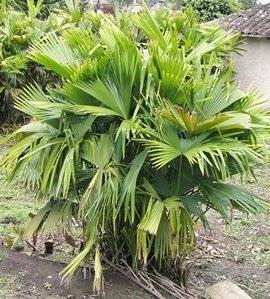 Introducción La iraca (Carludovica palmata) pertenece a la familia Cyclanthaceae, con hojas adultas que constan de una lámina plegada unida al peciolo hástula adaxial o en forma de mano que surge de
