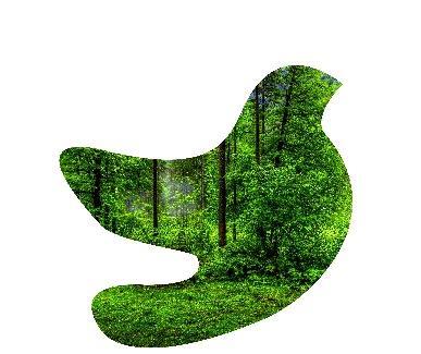 Apuestas Ambientales 1 Compensaciones ambientales y 1% Las empresas con presencia en territorio pueden aportar en el territorio de manera ampliada 2 3 Bosques de Paz