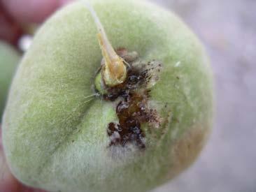 ANARSIA (Anarsia lineatella) Las larvas de anarsia producen galerías tanto en el brote en crecimiento como en el fruto, depreciando comercialmente el mismo.