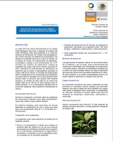 Control Biológico Agente utilizado: Isaria fumosorosea http://www.senasica.gob.mx/?