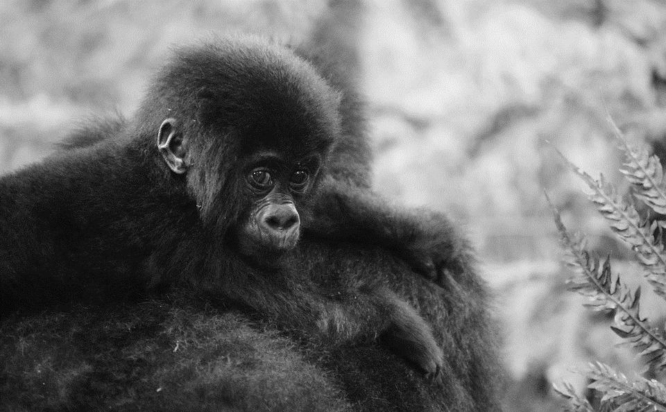 UGANDA, EL PLANETA DE LOS SIMIOS Gorilas de montaña, chimpancés y otros primates en Uganda Del 22 de octubre al 4 de noviembre de 2018 Autor y guía de
