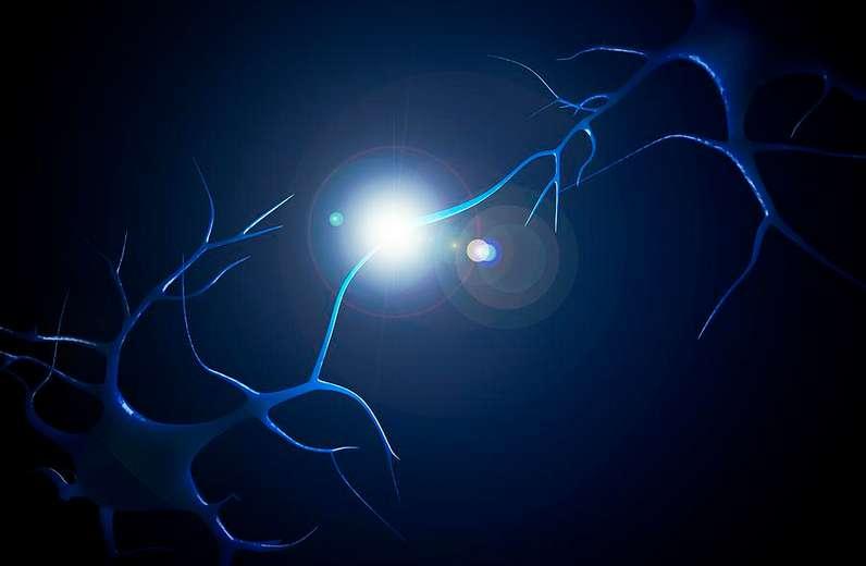 Neuronas Santiago Ramón y Cajal sitúa por vez primera a las neuronas como elementos funcionales del sistema nervioso.
