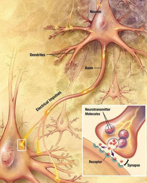 Neurona Célula eléctricamente excitable que procesa y transmite información a través de señales eléctricas y químicas.