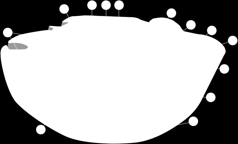 Lisosoma Dibujo de una célula animal típica 13.