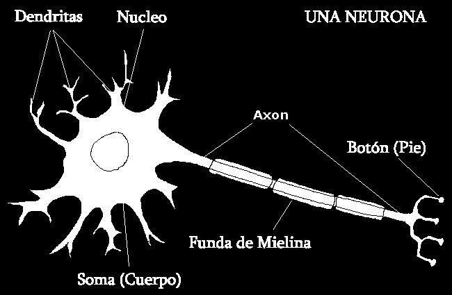 Neurona Altamente diferenciadas, la mayoría de las neuronas no se divide una vez alcanzada su madurez. Características morfológicas a. Cuerpo celular llamado soma o «pericarion» central. a. Dendritas.