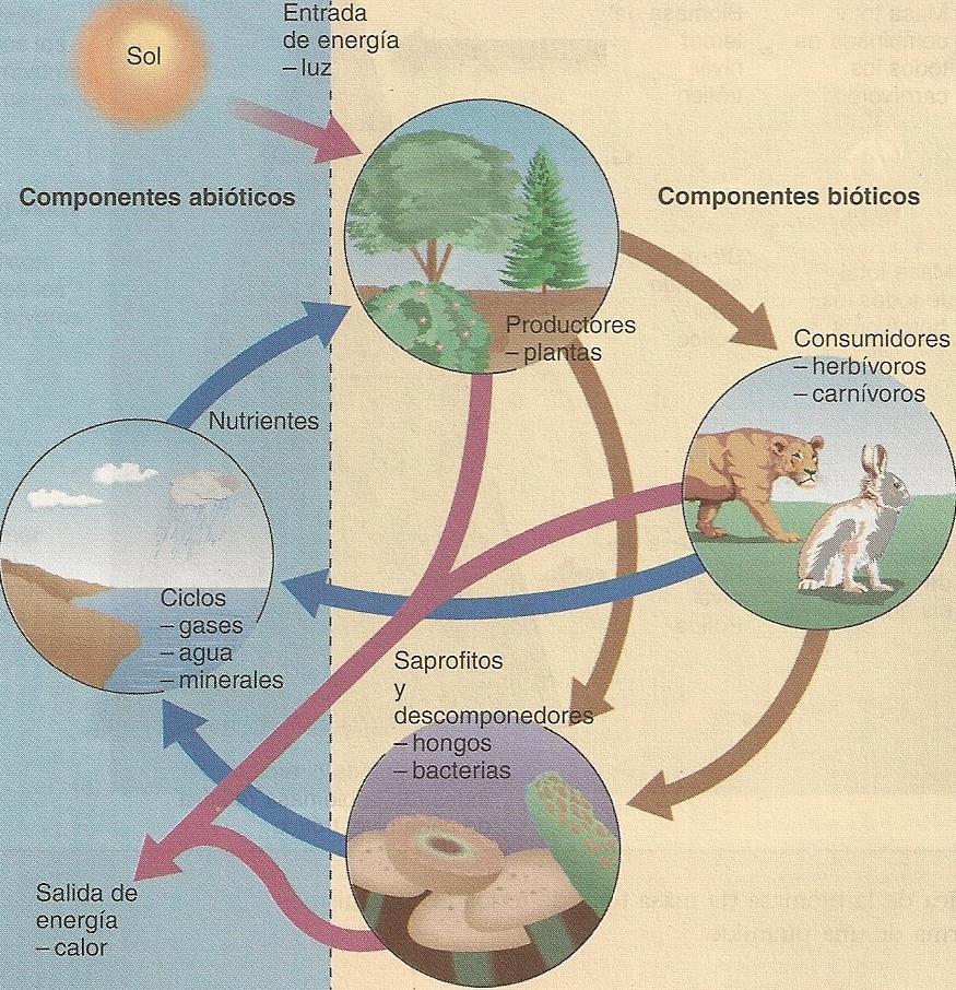 Ecosistema Conjunto de entes (bióticos y abióticos) que ocupan un territorio dado cuya estructura, dinámica y evolución depende