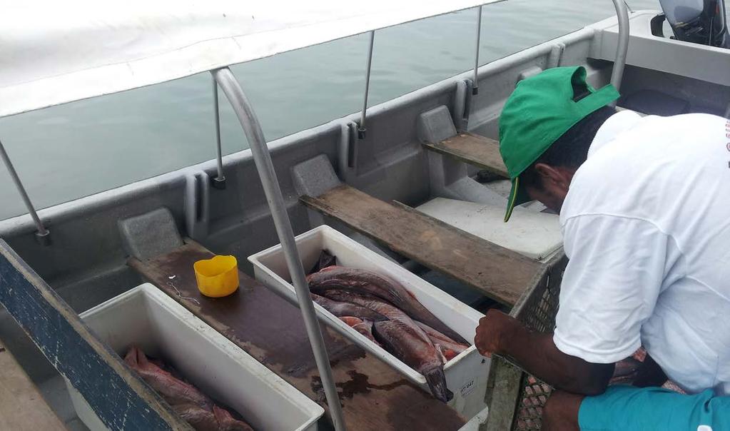 Soluciones Creación de la Comercializadora FISHMARE S.A.S. Microempresa local comercializadora de pescado, que apunta al desarrollo de la pesca artesanal responsable, en aras de la protección del recurso pesquero.