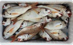 Producción pesquera La lonja de La Línea comercializó en 2014 en torno a 918 toneladas de productos pesqueros, que alcanzaron un valor económico de 881.835,81 euros.
