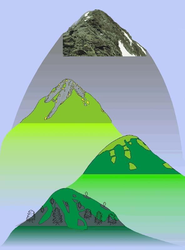 Enfoque y diseño básico Nival/ subnival ecotone Upper/ lower alpine ecotone Subnival/ upper alpine ecotone 4 cimas de diferente altitud dentro de un