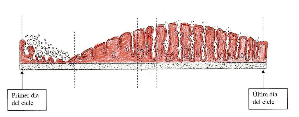 EL CICLE MESTRUAL Canvis a les parets de l'úter durant el cicle menstrual