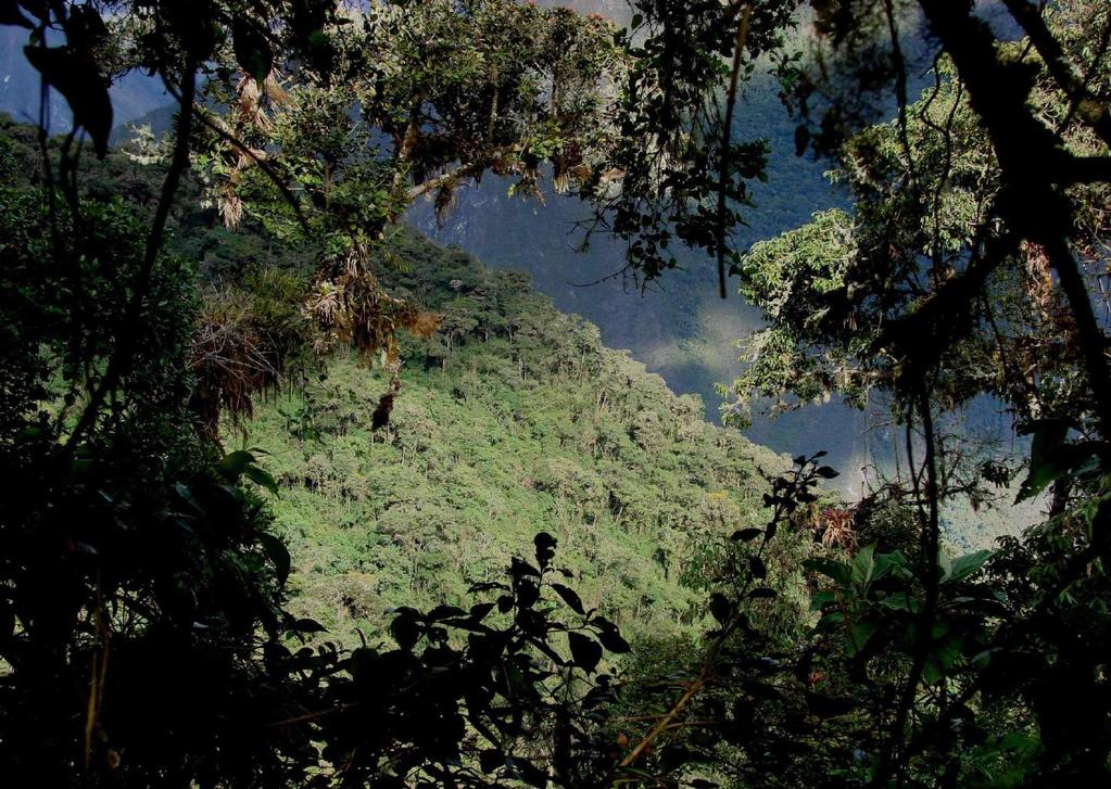 Ecosistemas frágiles y vulnerables (CC y CCUT) con impactos adversos en las vidas de la población andina Es muy importante evidenciar el rol de Bosques Andinos en la