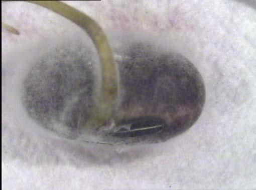 Tegumento con coloración púrpura característico de la enfermedad. Existen varias enfermedades causadas por distintas especies de Fusarium (Fig.