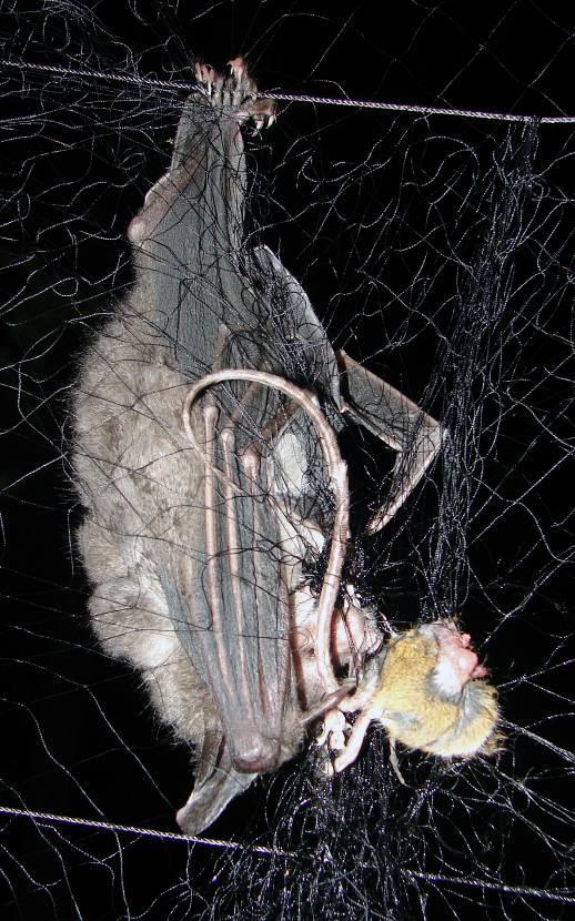 Figura 3. Murciélago C. auritus con resto de su presa (Oligoryzomys sp), capturado en una red de neblina de dosel. (Fotos: L.