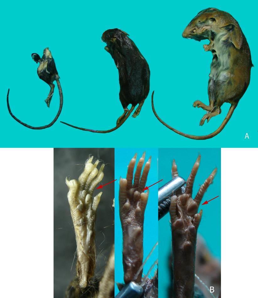 Figura 5. Comparación morfológica de las colas (A) y patas (B), de izquierda a derecha corresponde a Oligoryzomys sp (espécimen en estudio), Oligoryzomys microtis, Oryzomys sp.
