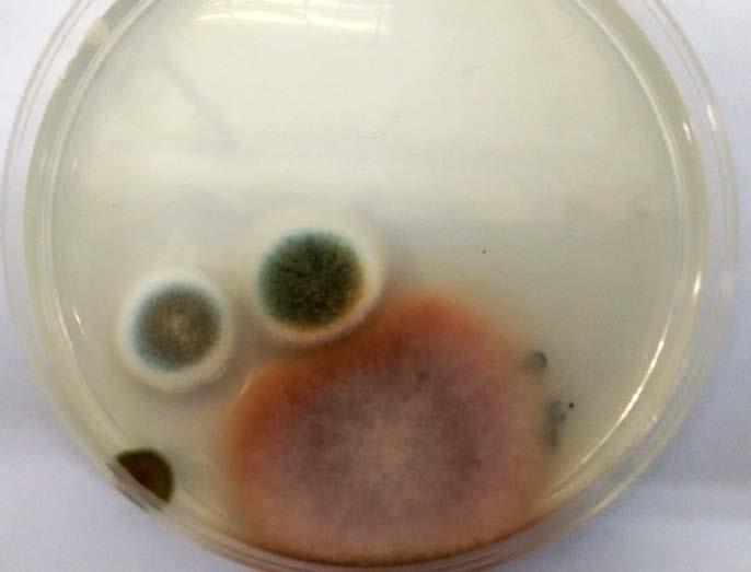 Concentración de bacterias y hongos en este Salón