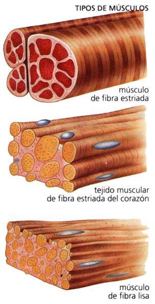 Tipos de tejido muscular Tejido muscular estriado esquelético Es el tejido que está asociado al esqueleto.