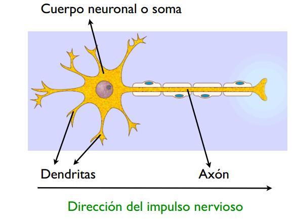 5. Tejido nervioso Su función es percibir o recibir la información del medio externo e interno, procesar la información y desencadenar una respuesta.