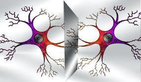 Neuronas Espejo Descubiertas y estudiadas