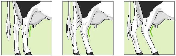Han de ser ligeramente curvas: Rasgo bidireccional donde el 1 representa las patas excesivamente rectas y el 9 las patas