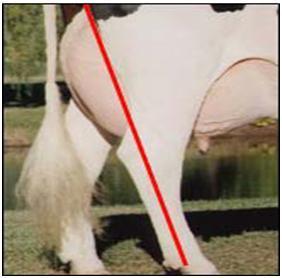 Tanto las patas rectas como las curvas tienden a desplazar la colocación de los coxofemorales provocando un consecuente
