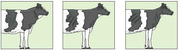 Las calificaciones bajas (3, 2, 1) darían idea de un animal no deseable, grueso y tosco, con costillas casi rectas y con aspecto de aptitud cárnica.