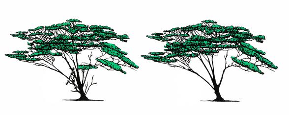La estructura del árbol puede mejorarse mediante la eliminación de ramas, asegurando una buena estructura de éstas cuando el árbol envejezca.