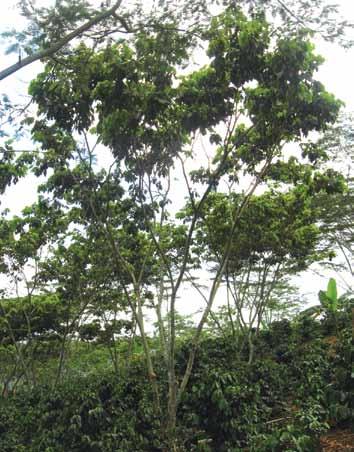 Época de regulación de la sombra Los árboles en sistemas agroforestales tienden a ramificar más que en las plantaciones en bloque, debido a los espacios que dan menor competencia lateral, y por lo