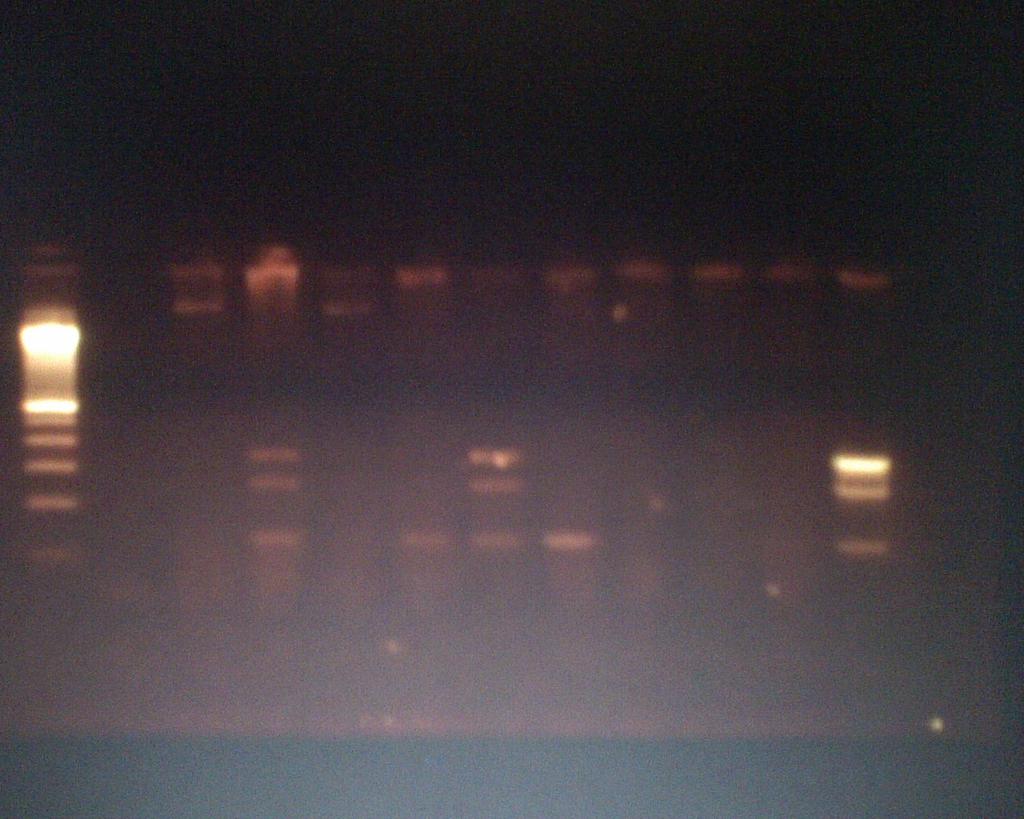 PCR multiplex stx1/stx2/rfbo157 H2O 459 460 461 462 463 464 465 466 25922 EDL933 stx2