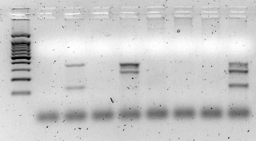 PCR multiplex stx1/stx2/rfbo157 H2O 1 2 3 4 5 25922 EDL 933 346 pb stx2 130 pb