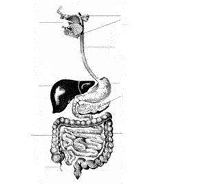 2) a)el següent esquema representa l aparell digestiu humà. Assenyala les diferents parts: b) El procés digestiu inclou tres etapes que són: 3.