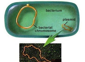 PLÁSMIDOS Elementos genéticos extracromosomales, circular covalentemente cerrado EPISOMAS: Plásmidos con capacidad de integrarse a cromosoma Autoreplicables Pequeños desde 2