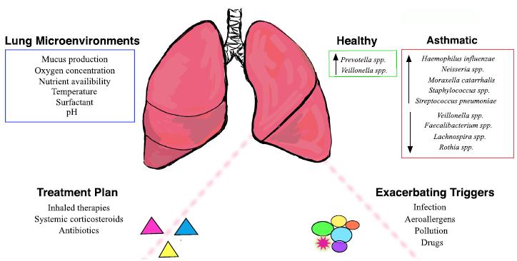 Figura 5. Esquema que ilustra los factores complejos que afectan el microbioma pulmonar en el asma.